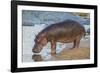 Africa. Tanzania. Hippopotamus, Serengeti National Park.-Ralph H. Bendjebar-Framed Photographic Print