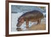 Africa. Tanzania. Hippopotamus, Serengeti National Park.-Ralph H. Bendjebar-Framed Photographic Print