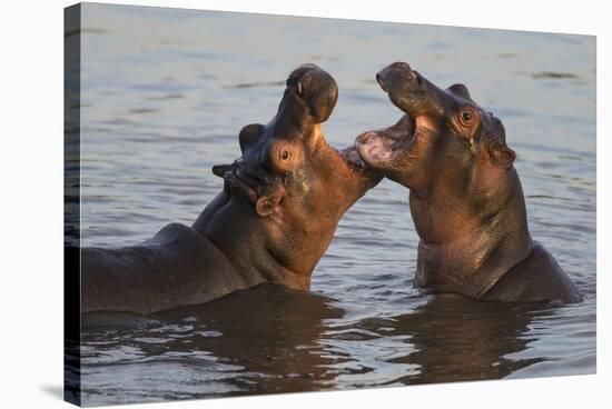 Africa. Tanzania. Hippopotamus, Serengeti National Park.-Ralph H. Bendjebar-Stretched Canvas