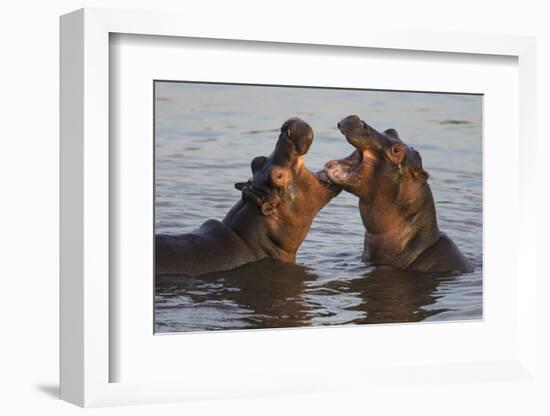 Africa. Tanzania. Hippopotamus, Serengeti National Park.-Ralph H. Bendjebar-Framed Photographic Print