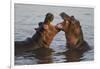 Africa. Tanzania. Hippopotamus, Serengeti National Park.-Ralph H. Bendjebar-Framed Photographic Print