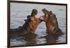 Africa. Tanzania. Hippopotamus, Serengeti National Park.-Ralph H. Bendjebar-Framed Photographic Print