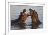 Africa. Tanzania. Hippopotamus, Serengeti National Park.-Ralph H. Bendjebar-Framed Photographic Print