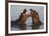 Africa. Tanzania. Hippopotamus, Serengeti National Park.-Ralph H. Bendjebar-Framed Photographic Print