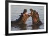 Africa. Tanzania. Hippopotamus, Serengeti National Park.-Ralph H. Bendjebar-Framed Photographic Print