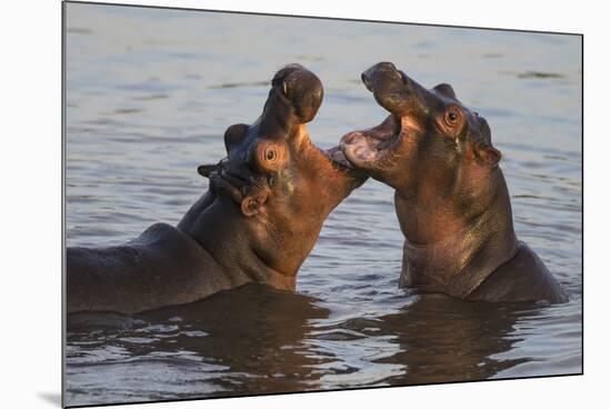 Africa. Tanzania. Hippopotamus, Serengeti National Park.-Ralph H. Bendjebar-Mounted Photographic Print