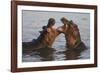 Africa. Tanzania. Hippopotamus, Serengeti National Park.-Ralph H. Bendjebar-Framed Photographic Print