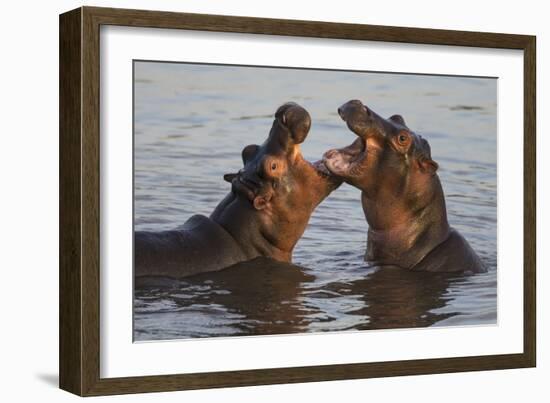 Africa. Tanzania. Hippopotamus, Serengeti National Park.-Ralph H. Bendjebar-Framed Photographic Print