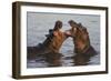 Africa. Tanzania. Hippopotamus, Serengeti National Park.-Ralph H. Bendjebar-Framed Photographic Print