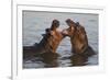 Africa. Tanzania. Hippopotamus, Serengeti National Park.-Ralph H. Bendjebar-Framed Photographic Print