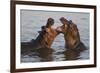 Africa. Tanzania. Hippopotamus, Serengeti National Park.-Ralph H. Bendjebar-Framed Photographic Print