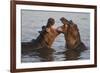 Africa. Tanzania. Hippopotamus, Serengeti National Park.-Ralph H. Bendjebar-Framed Photographic Print