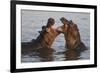 Africa. Tanzania. Hippopotamus, Serengeti National Park.-Ralph H. Bendjebar-Framed Photographic Print