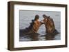 Africa. Tanzania. Hippopotamus, Serengeti National Park.-Ralph H. Bendjebar-Framed Premium Photographic Print