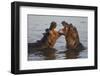 Africa. Tanzania. Hippopotamus, Serengeti National Park.-Ralph H. Bendjebar-Framed Premium Photographic Print