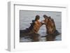 Africa. Tanzania. Hippopotamus, Serengeti National Park.-Ralph H. Bendjebar-Framed Premium Photographic Print