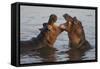 Africa. Tanzania. Hippopotamus, Serengeti National Park.-Ralph H. Bendjebar-Framed Stretched Canvas