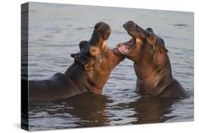 Africa. Tanzania. Hippopotamus, Serengeti National Park.-Ralph H. Bendjebar-Stretched Canvas