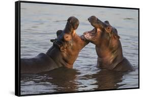 Africa. Tanzania. Hippopotamus, Serengeti National Park.-Ralph H. Bendjebar-Framed Stretched Canvas