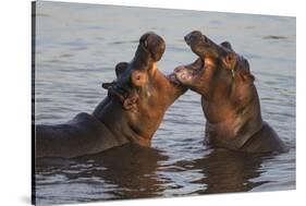 Africa. Tanzania. Hippopotamus, Serengeti National Park.-Ralph H. Bendjebar-Stretched Canvas