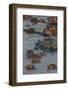 Africa. Tanzania. Hippopotamus, Serengeti National Park.-Ralph H. Bendjebar-Framed Photographic Print