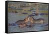 Africa. Tanzania. Hippopotamus, Serengeti National Park.-Ralph H. Bendjebar-Framed Stretched Canvas