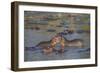 Africa. Tanzania. Hippopotamus, Serengeti National Park.-Ralph H. Bendjebar-Framed Photographic Print