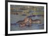 Africa. Tanzania. Hippopotamus, Serengeti National Park.-Ralph H. Bendjebar-Framed Photographic Print