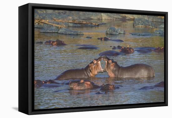 Africa. Tanzania. Hippopotamus, Serengeti National Park.-Ralph H. Bendjebar-Framed Stretched Canvas