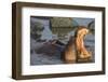 Africa. Tanzania. Hippopotamus, Serengeti National Park.-Ralph H. Bendjebar-Framed Premium Photographic Print