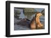 Africa. Tanzania. Hippopotamus, Serengeti National Park.-Ralph H. Bendjebar-Framed Premium Photographic Print