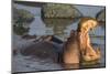 Africa. Tanzania. Hippopotamus, Serengeti National Park.-Ralph H. Bendjebar-Mounted Premium Photographic Print