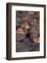 Africa. Tanzania. Hippopotamus, Serengeti National Park.-Ralph H. Bendjebar-Framed Photographic Print