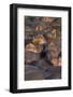 Africa. Tanzania. Hippopotamus, Serengeti National Park.-Ralph H. Bendjebar-Framed Photographic Print