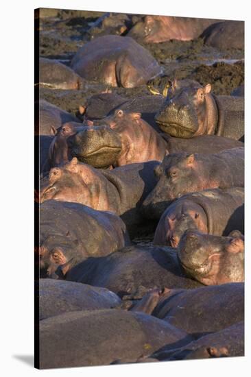 Africa. Tanzania. Hippopotamus, Serengeti National Park.-Ralph H. Bendjebar-Stretched Canvas