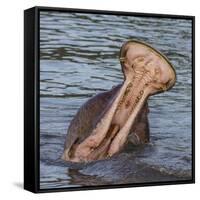 Africa. Tanzania. Hippopotamus yawn, Serengeti National Park.-Ralph H. Bendjebar-Framed Stretched Canvas