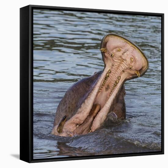 Africa. Tanzania. Hippopotamus yawn, Serengeti National Park.-Ralph H. Bendjebar-Framed Stretched Canvas