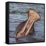 Africa. Tanzania. Hippopotamus yawn, Serengeti National Park.-Ralph H. Bendjebar-Framed Stretched Canvas