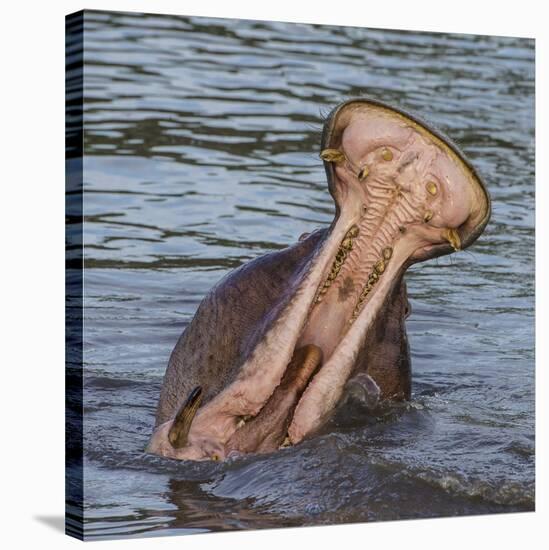 Africa. Tanzania. Hippopotamus yawn, Serengeti National Park.-Ralph H. Bendjebar-Stretched Canvas