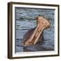 Africa. Tanzania. Hippopotamus yawn, Serengeti National Park.-Ralph H. Bendjebar-Framed Photographic Print