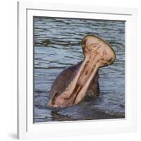 Africa. Tanzania. Hippopotamus yawn, Serengeti National Park.-Ralph H. Bendjebar-Framed Photographic Print