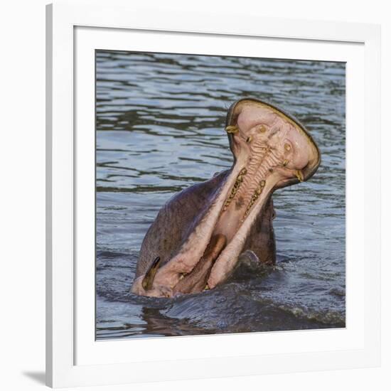 Africa. Tanzania. Hippopotamus yawn, Serengeti National Park.-Ralph H. Bendjebar-Framed Photographic Print