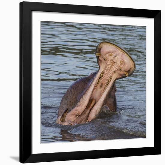 Africa. Tanzania. Hippopotamus yawn, Serengeti National Park.-Ralph H. Bendjebar-Framed Photographic Print