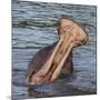 Africa. Tanzania. Hippopotamus yawn, Serengeti National Park.-Ralph H. Bendjebar-Mounted Photographic Print