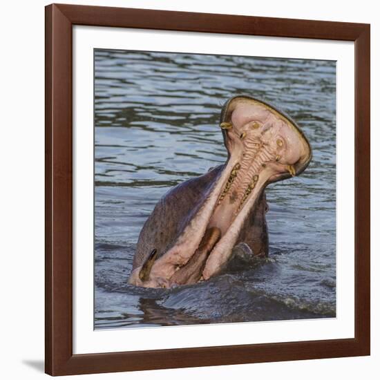 Africa. Tanzania. Hippopotamus yawn, Serengeti National Park.-Ralph H. Bendjebar-Framed Photographic Print