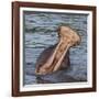 Africa. Tanzania. Hippopotamus yawn, Serengeti National Park.-Ralph H. Bendjebar-Framed Photographic Print