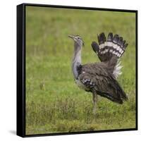 Africa. Tanzania. Kori bustard, Ardeotis kori struthiunculus, at Ngorongoro crater.-Ralph H. Bendjebar-Framed Stretched Canvas