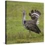 Africa. Tanzania. Kori bustard, Ardeotis kori struthiunculus, at Ngorongoro crater.-Ralph H. Bendjebar-Stretched Canvas