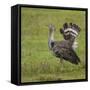 Africa. Tanzania. Kori bustard, Ardeotis kori struthiunculus, at Ngorongoro crater.-Ralph H. Bendjebar-Framed Stretched Canvas