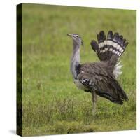 Africa. Tanzania. Kori bustard, Ardeotis kori struthiunculus, at Ngorongoro crater.-Ralph H. Bendjebar-Stretched Canvas